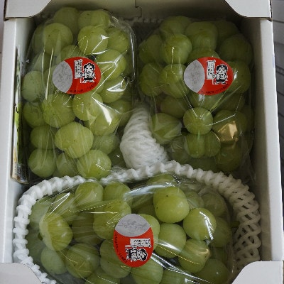 【びぜん葡萄】桃太郎ぶどう(ハウス栽培)約2kg　3～5房目安(2026年発送分)