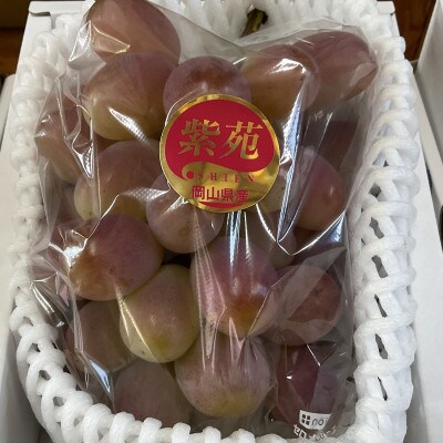 【びぜん葡萄】紫苑(ハウス栽培)2房(2026年発送分)