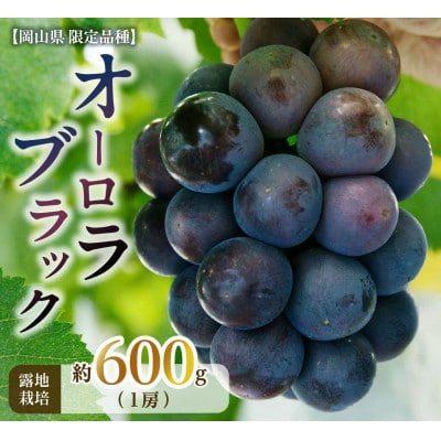 【備前葡萄】オーロラブラック(露地栽培)1房入
