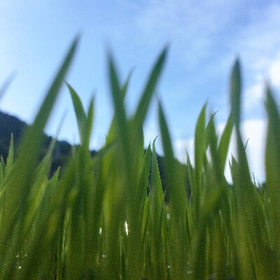 ヤギ店長お薦め特別栽培「きぬむすめ」(玄米4kg)