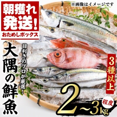 鹿児島県東串良町　『朝獲れ発送!大隅半島の鮮魚おためしBOX』　2～3kg程度【10828】