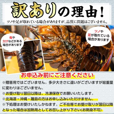 『訳あり』朝獲れ発送!厳選した氷締め伊勢海老(2尾・総量約1kg以上) 【0303202a】