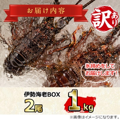 『訳あり』朝獲れ発送!厳選した氷締め伊勢海老(2尾・総量約1kg以上) 【0303202a】