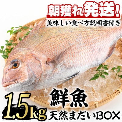 鮮度が命!鮮魚問屋が厳選した『天然真鯛』(1-2尾・総量約1.5kg以上) 【0203205a】