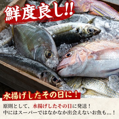 鮮度が命!鮮魚問屋が厳選した『天然真鯛』(1-2尾・総量約1.5kg以上) 【0203205a】