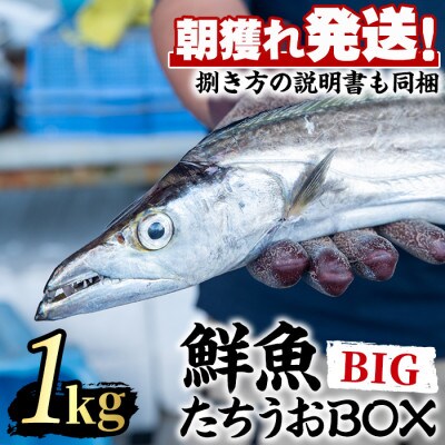 鮮度が命!鮮魚問屋が厳選『鮮魚たちうおビッグサイズBOX』(1尾・約1kg以上)【0223204a】