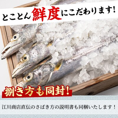 鮮度が命!鮮魚問屋が厳選『鮮魚たちうおビッグサイズBOX』(1尾・約1kg以上)【0223204a】