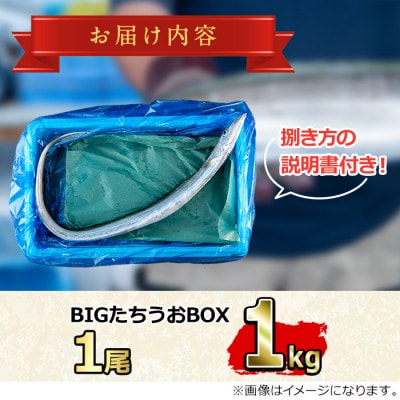 鮮度が命!鮮魚問屋が厳選『鮮魚たちうおビッグサイズBOX』(1尾・約1kg以上)【0223204a】