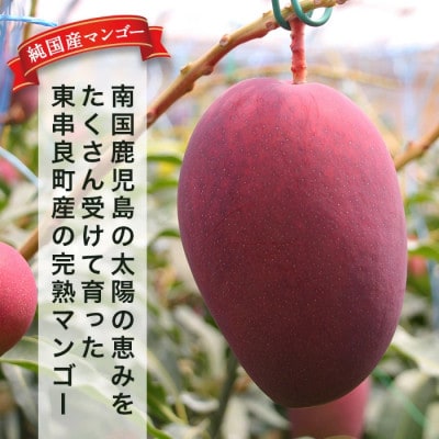 《秀品・数量限定》南国鹿児島県産 太陽の恵み 完熟 マンゴー (大玉1個・550g以上)