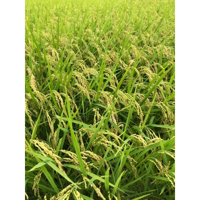 【信州駒ヶ根産】コシヒカリ　10kg(精米)