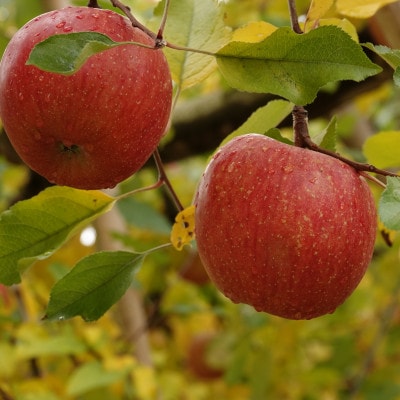 北垣外 瀧澤農園　完熟・葉とらず「サンふじ」3Kg(7～11玉入り)