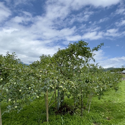 北垣外 瀧澤農園　完熟・葉とらず「サンふじ」3Kg(7～11玉入り)