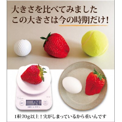 ふるさと納税 【特選贈答用】南信州産「特大粒いちご」(12粒入り)
