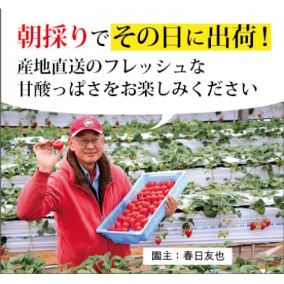 ふるさと納税 【特選贈答用】南信州産「特大粒いちご」(12粒入り)
