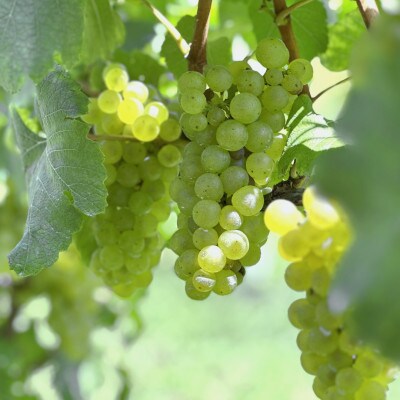 桃とシャルドネのジュース100%スパークリング(250ml×6本)