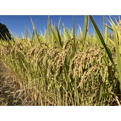 令和5年産　風さやか炊飯食味値85点食べ応えある美味しい白米10kg　ミネラル仕上げ米
