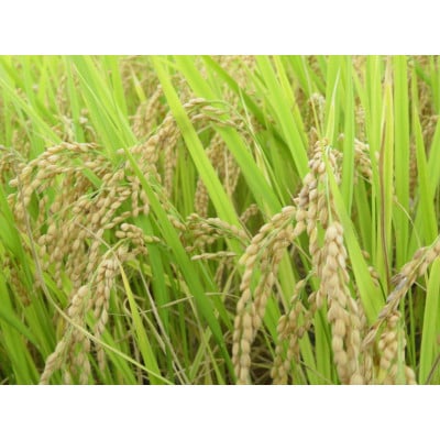 【農家直送】長野県産「風さやか」 精米 10kg