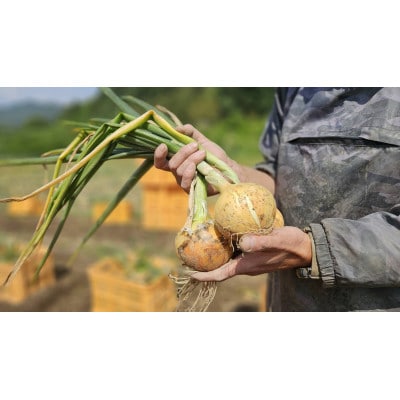 【数量限定/期間限定】信州駒ヶ根産有機たまねぎ「アルプスからの玉手箱」(約6kg)アグリコオリジナル