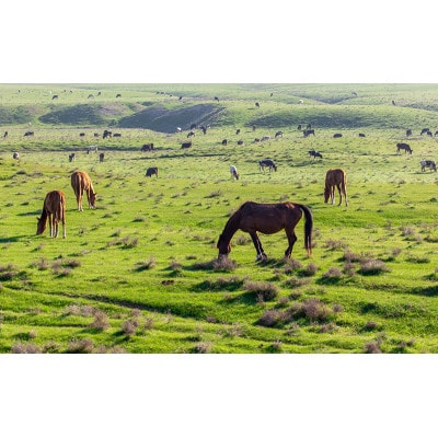 馬油スキンオイル【黄金色の馬油】ナチュラル馬油 60ml×2本セット 《馬油の定番!》