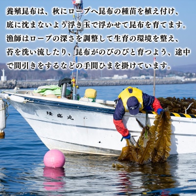 【北海道鹿部町産】養殖 白口浜真昆布 100g SS41-3S