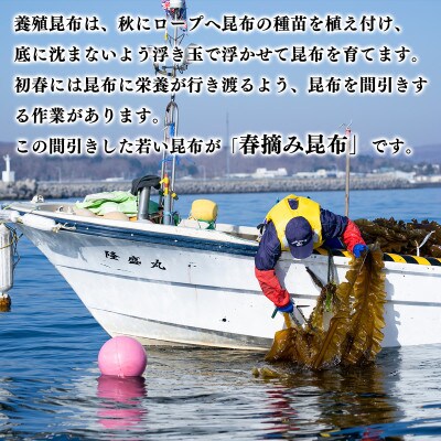 【北海道鹿部町産】白口浜真昆布 春摘み 50g(50g×1)SS51