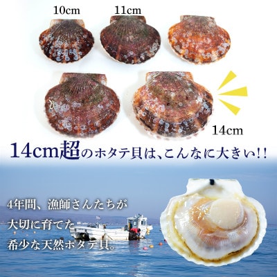 北海道噴火湾産 天然ほたて片貝 8枚 SM63-2S