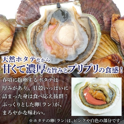 北海道噴火湾産 天然ほたて片貝 8枚 SM63-2S