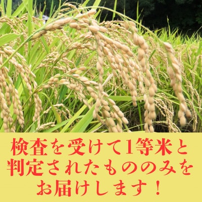 【令和7年産米】大阪府豊能町産　キヌヒカリ　精米5kg×2　生産者限定米