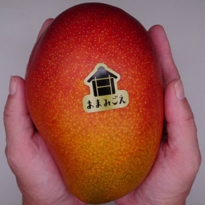 【数量限定・2023年発送】あまみごえマンゴー1.5kg