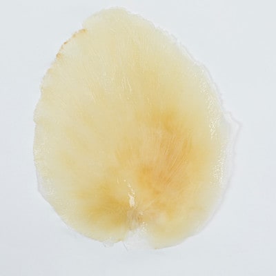 フカヒレ姿煮用(ムナビレ)60g×2枚