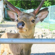 栗山公園「なかよし動物園」パクパクタイム回数券(11回分)3枚セット