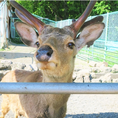 栗山公園「なかよし動物園」パクパクタイム回数券(11回分)3枚セット