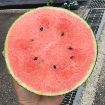 小玉スイカ「ピノ・ガール」1.5kg×2玉　北海道産～シャリ甘～