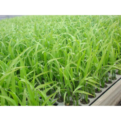 特別栽培米ゆめぴりか(無洗米)5kg