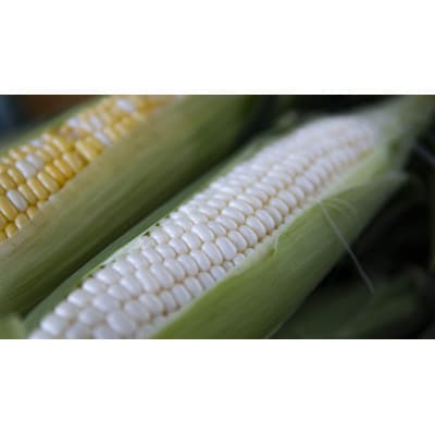 【先行受付】北海道のスイーツコーン2種類満喫 10本セット　約3,500g～/1箱