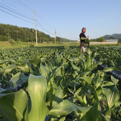 【先行受付】北海道のスイーツコーン2種類満喫 10本セット　約3,500g～/1箱