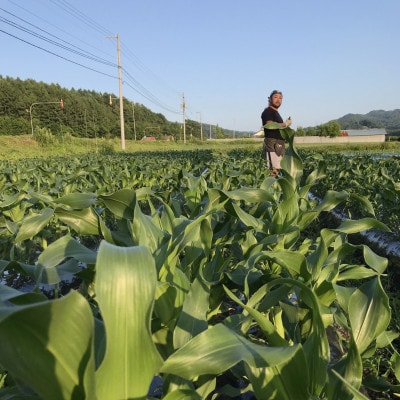 【先行受付】北海道のスイーツコーン2種類満喫 6本セット　約2100g/1箱