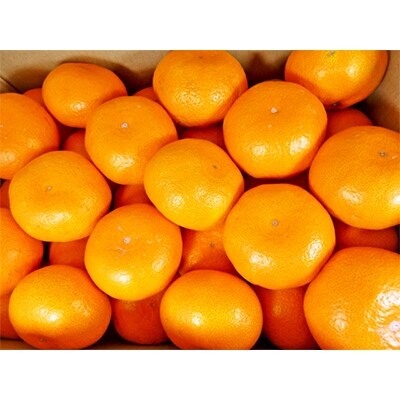こだわり農法の有田みかん10kg(サイズ混合)