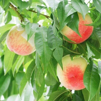 【産直】和歌山のブランド桃(あら川の桃)約2kg・秀選品