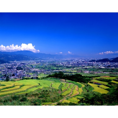 長野県千曲市　味噌蔵たかむら　寒仕込みそ「棚田」(500g×3ヶ)
