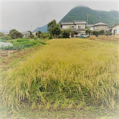 長野県千曲市産　おいしいお米　5kg(精米)