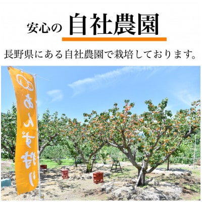 長野県産あんず　謹製ハーコット杏ジャム(桐箱入)