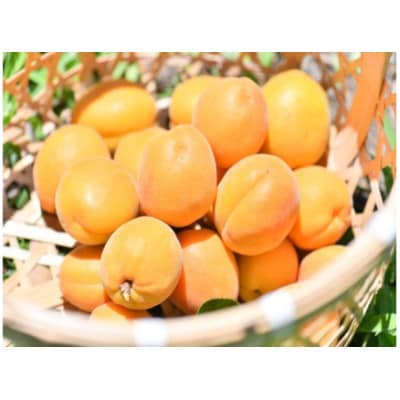 杏スティックケーキ<個包装> 8本入×2箱