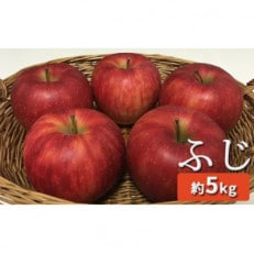 信州名月　オバステりんご(ふじ)約5kg