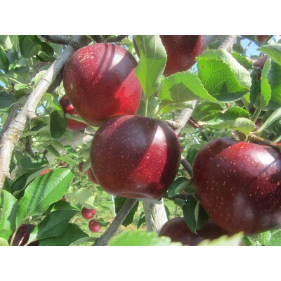 エコファーマー認定農園の秋映りんご 約5kg(10~18玉)