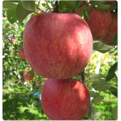 エコファーマー認定農園のサンふじりんご　約5kg(10～18玉)