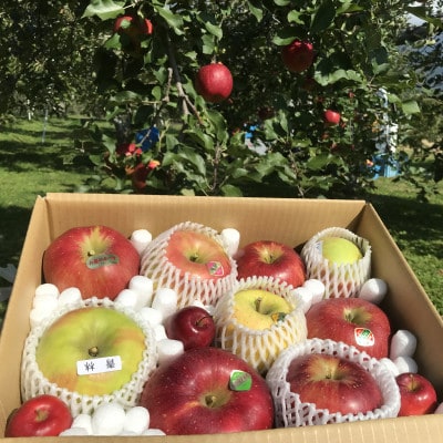 【2026年発送】りんごの宝石箱 信州りんご 詰合せ 約2kg(5～8玉)【品種おまかせ】