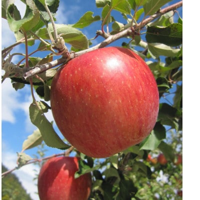 【2026年発送】りんごの宝石箱 信州りんご 詰合せ 約2kg(5～8玉)【品種おまかせ】