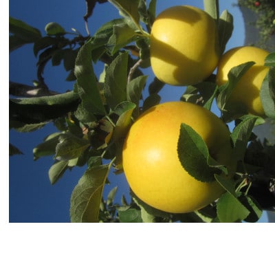 【2026年発送】りんごの宝石箱 信州りんご 詰合せ 約2kg(5～8玉)【品種おまかせ】