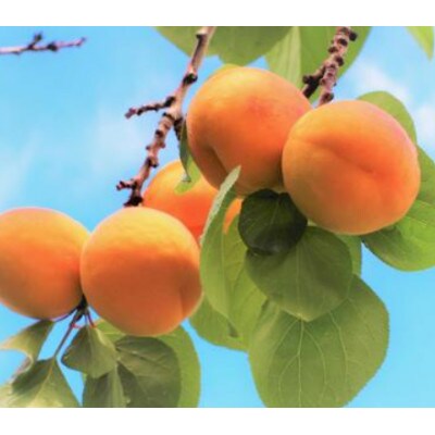 【2026年発送】杏子 昭和 約3kg